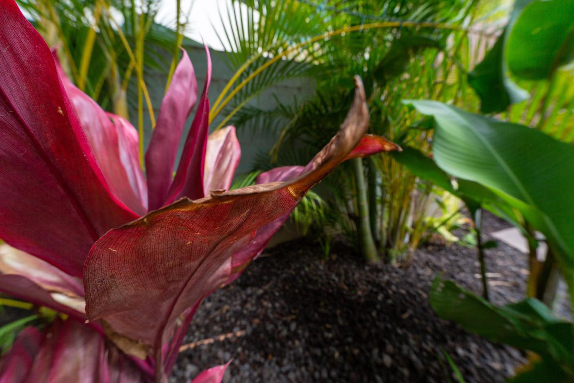 Lotus Suite, 1 Bedroom, Sleeps 4, Pool & Bbq, Pre-Renovation Summer Sale キヘイ エクステリア 写真
